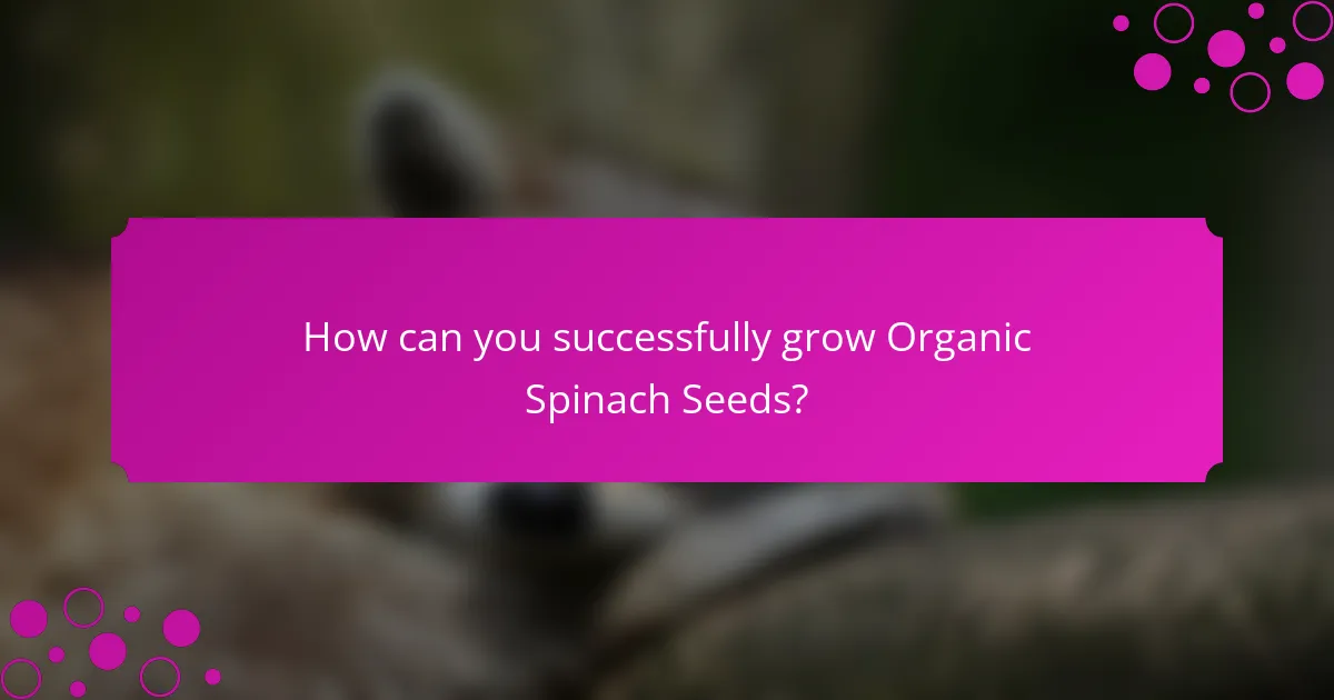 How can you successfully grow Organic Spinach Seeds?