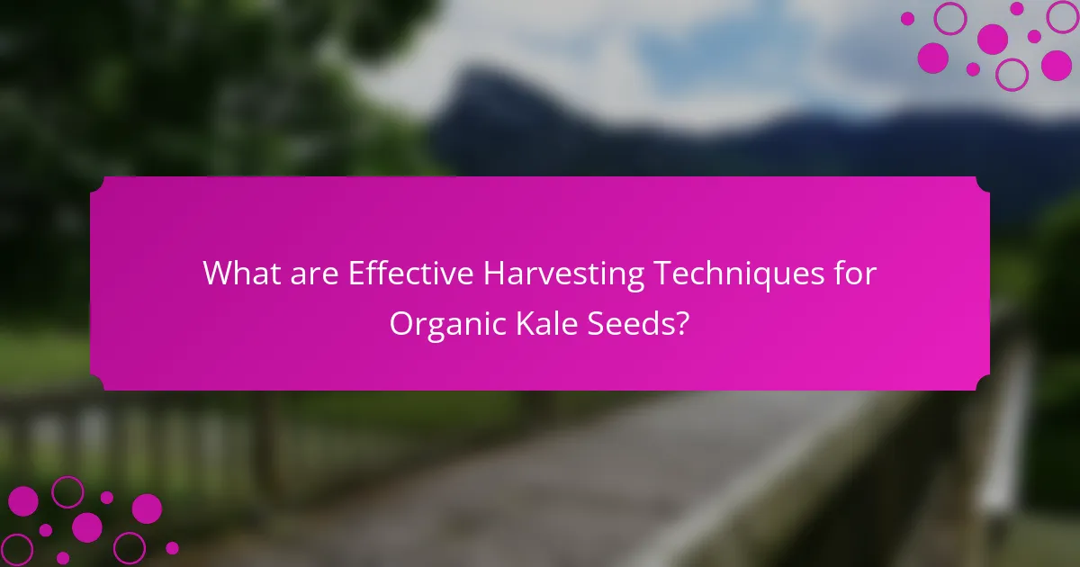 What are Effective Harvesting Techniques for Organic Kale Seeds?