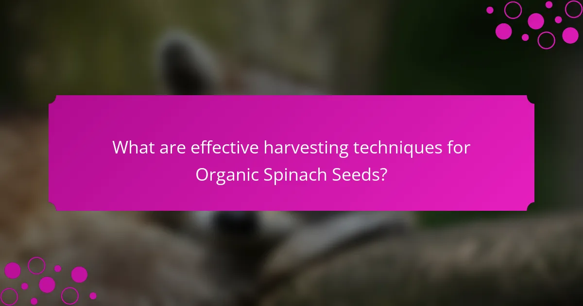 What are effective harvesting techniques for Organic Spinach Seeds?