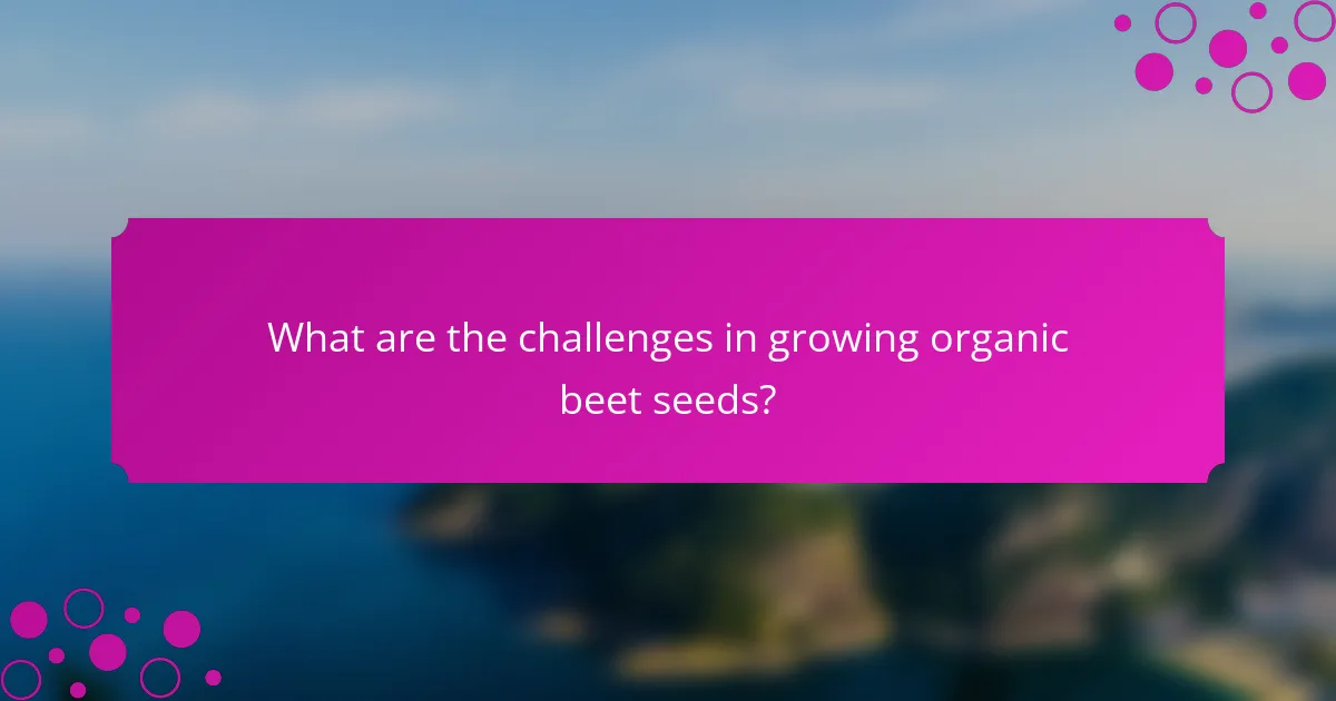 What are the challenges in growing organic beet seeds?