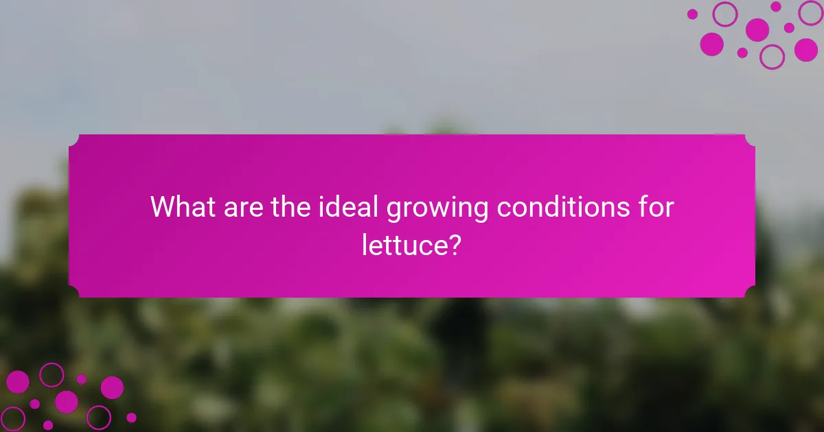 What are the ideal growing conditions for lettuce?
